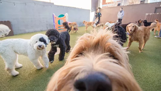 Group of dogs playing at an outdoor daycare